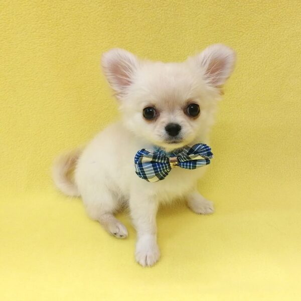 チワワ (ロングコート) - 画像 (2)