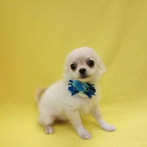 Alternative view of チワワ (ロングコート)