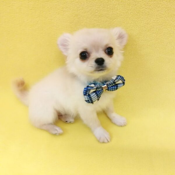 チワワ (ロングコート) - 画像 (5)