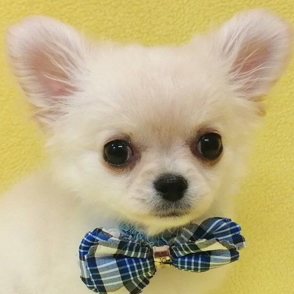 チワワ (ロングコート)