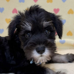 ミニチュア・シュナウザー