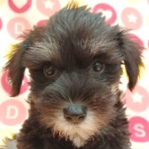 ミニチュア・シュナウザー