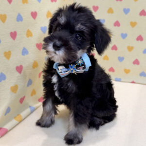 Alternative view of ミニチュア・シュナウザー