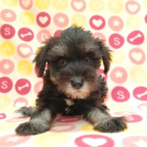 Alternative view of ミニチュア・シュナウザー