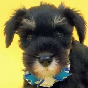 ミニチュア・シュナウザー