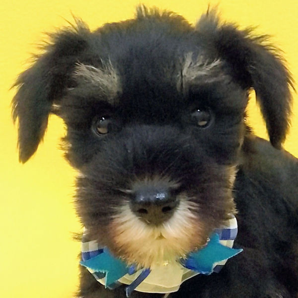 ミニチュア・シュナウザー