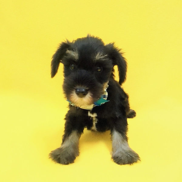 ミニチュア・シュナウザー - 画像 (2)