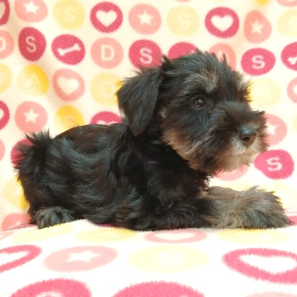 ミニチュア・シュナウザー - 画像 (4)