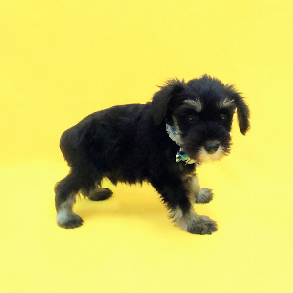 ミニチュア・シュナウザー - 画像 (3)