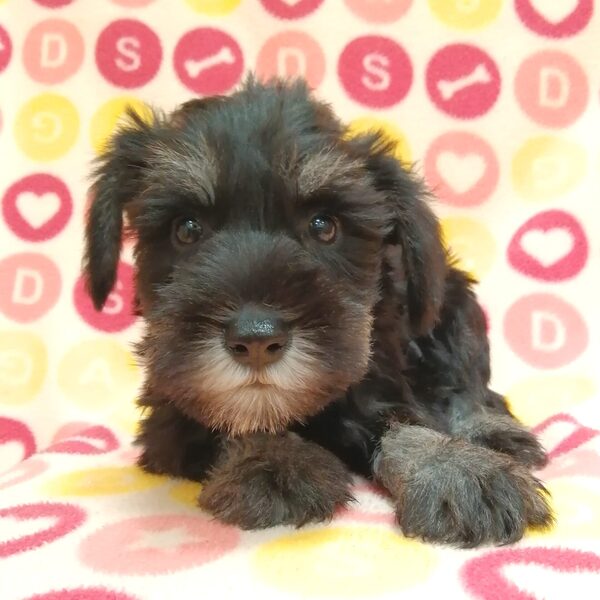 ミニチュア・シュナウザー - 画像 (3)