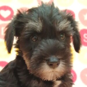 ミニチュア・シュナウザー