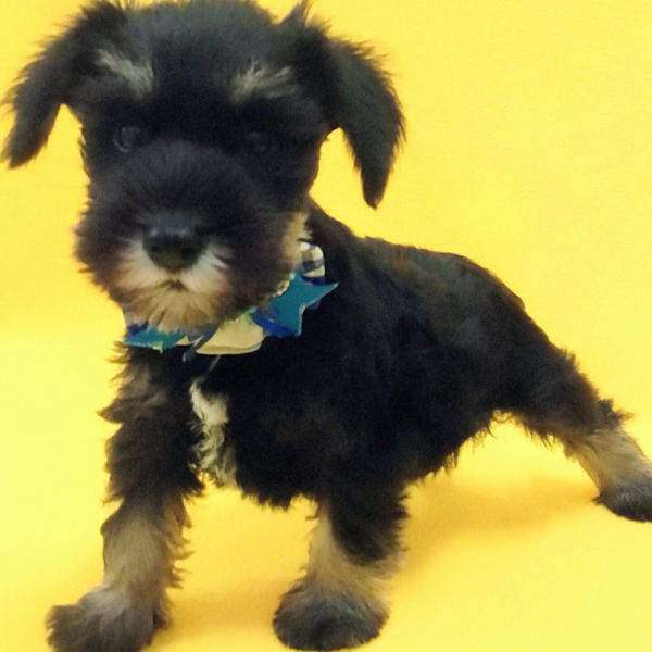 ミニチュア・シュナウザー - 画像 (4)