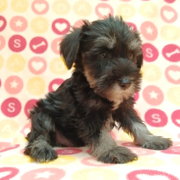 ミニチュア・シュナウザー - 画像 (5)