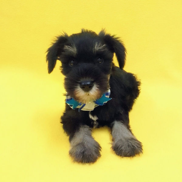 ミニチュア・シュナウザー - 画像 (5)