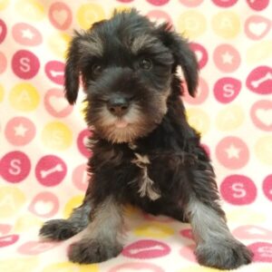 Alternative view of ミニチュア・シュナウザー