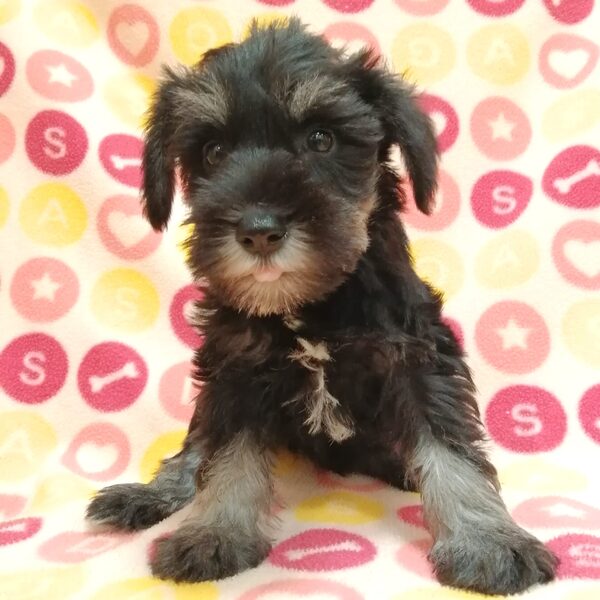 ミニチュア・シュナウザー - 画像 (2)