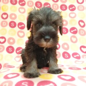 Alternative view of ミニチュア・シュナウザー