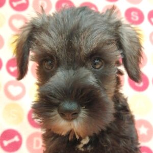 ミニチュア・シュナウザー