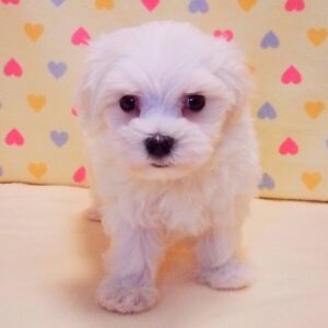 Alternative view of マルチーズ