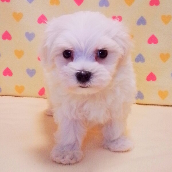 マルチーズ - 画像 (2)