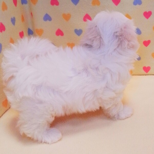 マルチーズ - 画像 (5)