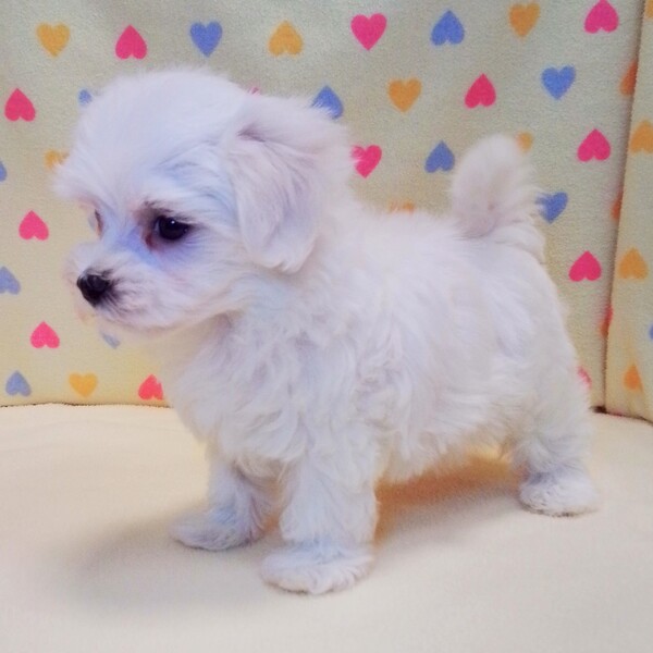 マルチーズ - 画像 (4)