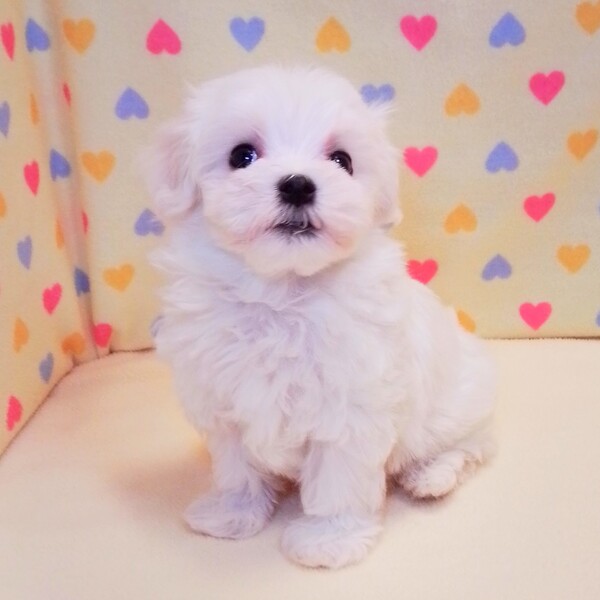 マルチーズ - 画像 (3)