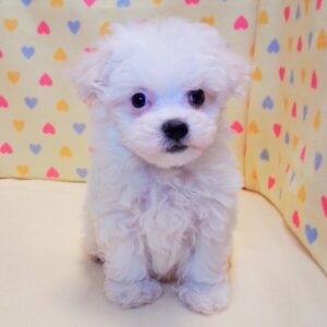 Alternative view of マルチーズ