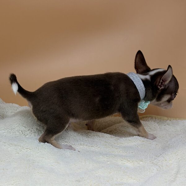 チワワ (スムースコート) - 画像 (5)