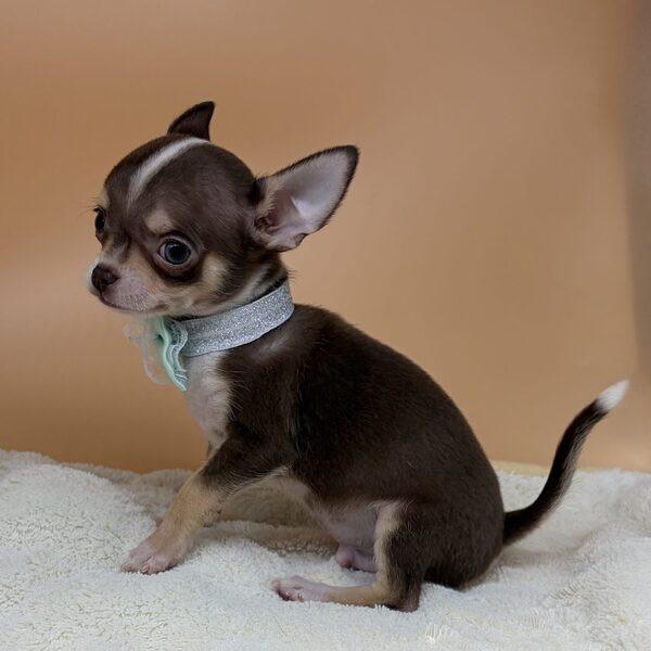 チワワ (スムースコート) - 画像 (4)