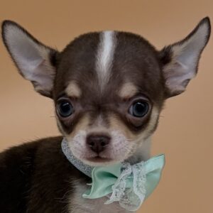 チワワ (スムースコート)