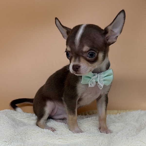 チワワ (スムースコート) - 画像 (3)