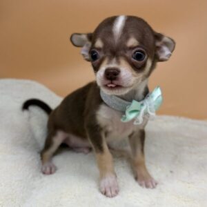 Alternative view of チワワ (スムースコート)