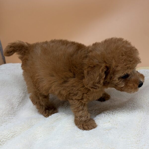 トイ・プードル - 画像 (4)