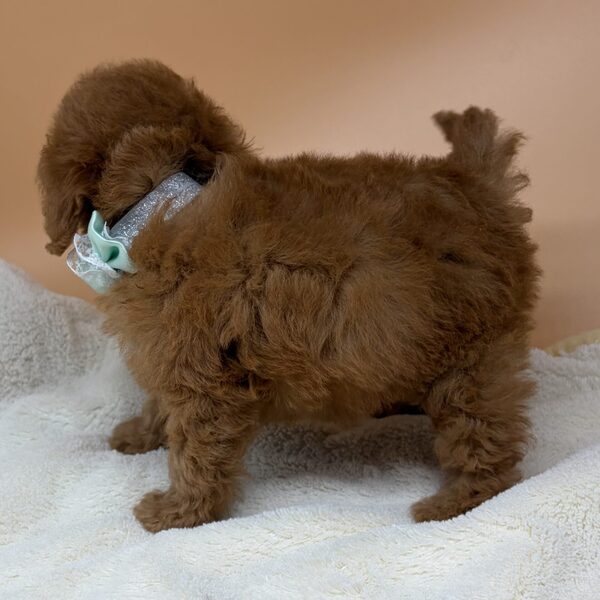 トイ・プードル - 画像 (5)