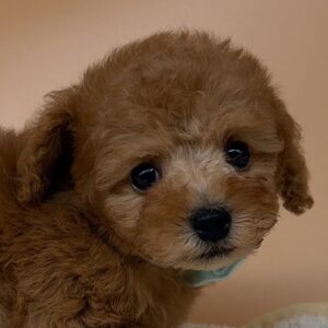 トイ・プードル