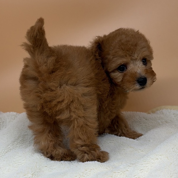 トイ・プードル - 画像 (3)