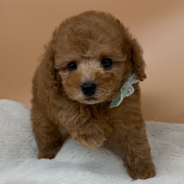 トイ・プードル - 画像 (2)