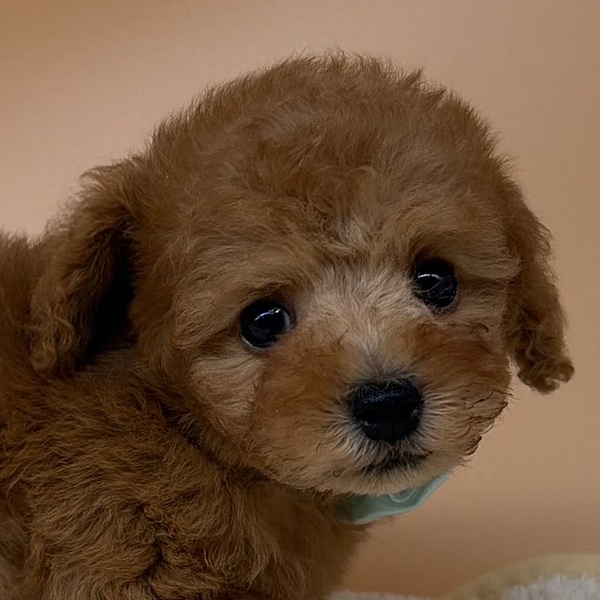 トイ・プードル