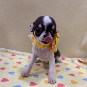 Alternative view of チワワ (スムースコート)