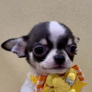 チワワ (スムースコート)