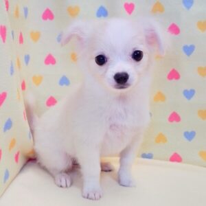 Alternative view of ミックス犬