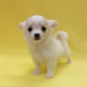 Alternative view of ミックス犬