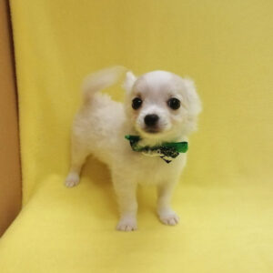 Alternative view of ミックス犬