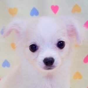 ミックス犬