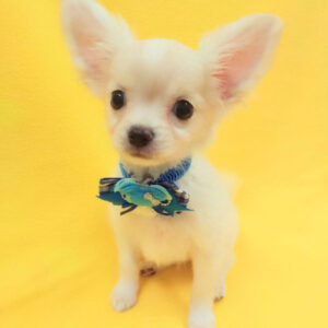 Alternative view of ミックス犬