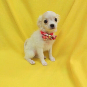 Alternative view of ミックス犬