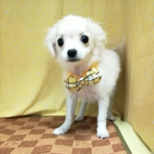 Alternative view of ミックス犬