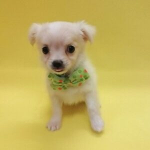 Alternative view of ミックス犬