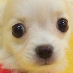 ミックス犬